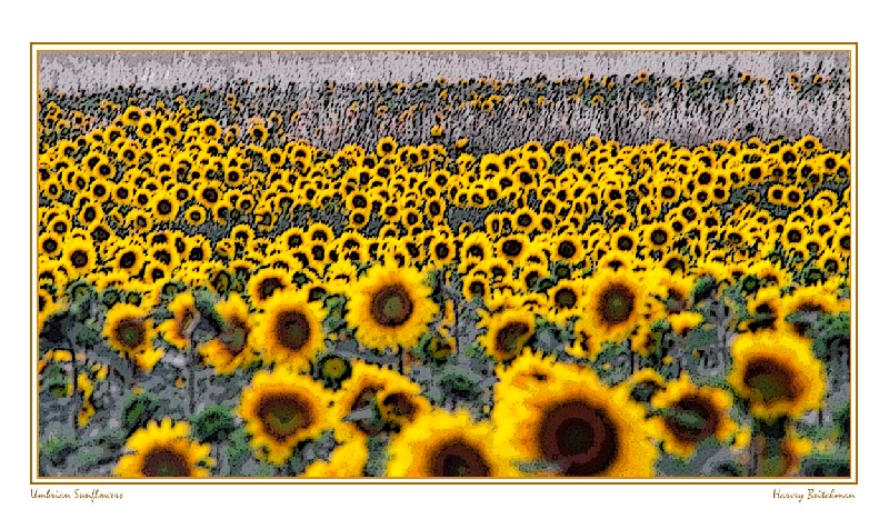 Umbrian Sunflowers.jpg